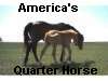 America's Quarter Horse Webring Graphic